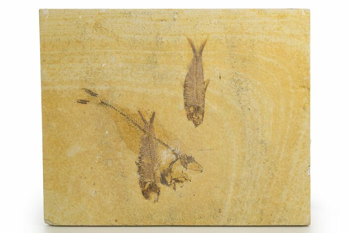Plate of Two Fossil Fish (Knightia & Diplomystus) - Wyoming #320410